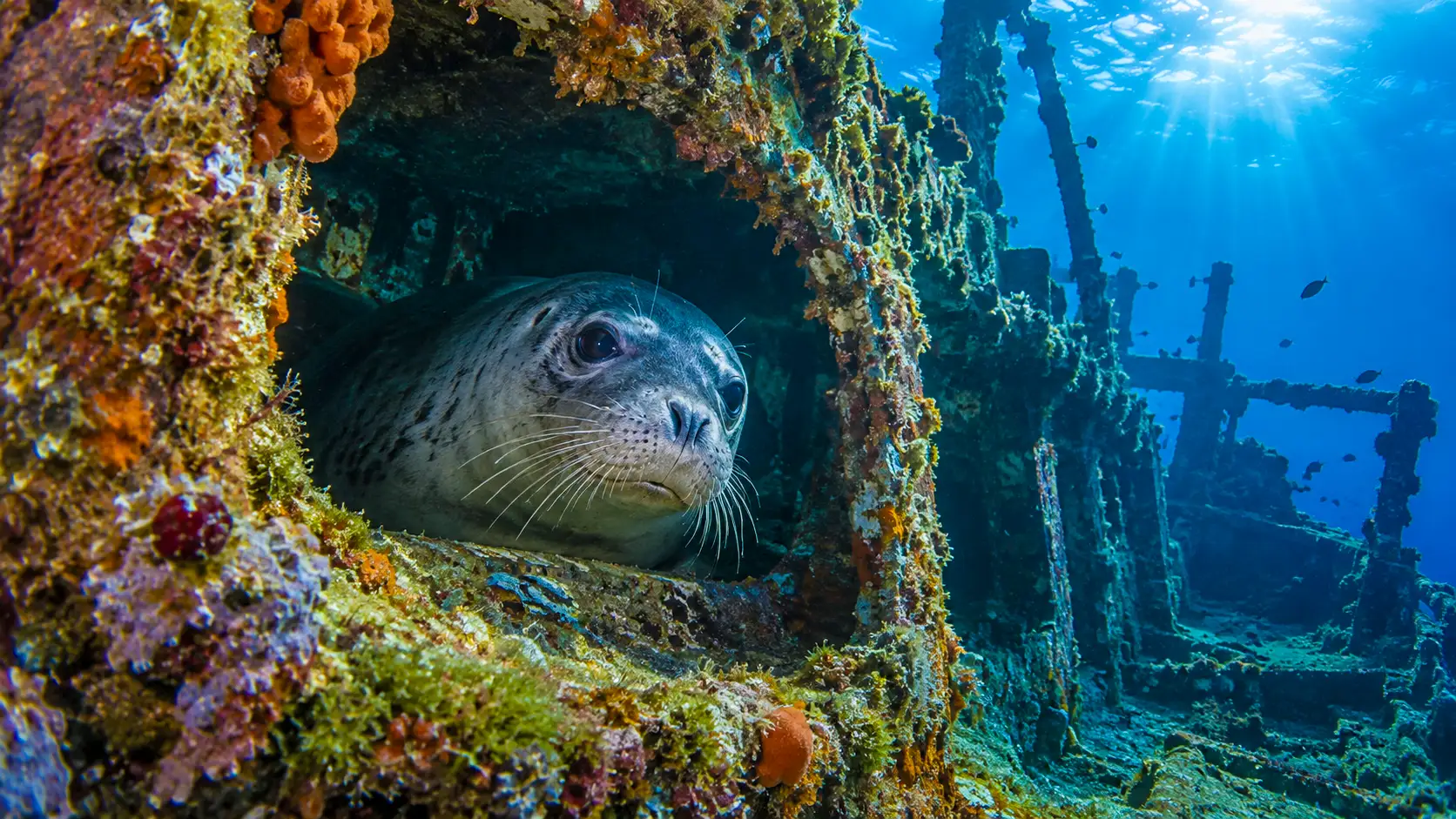 Un phoque moine de Méditerranée se réfugie dans une cavité de l’épave du navire Po, recouverte d’éponges et d’algues au large de l’Albanie.