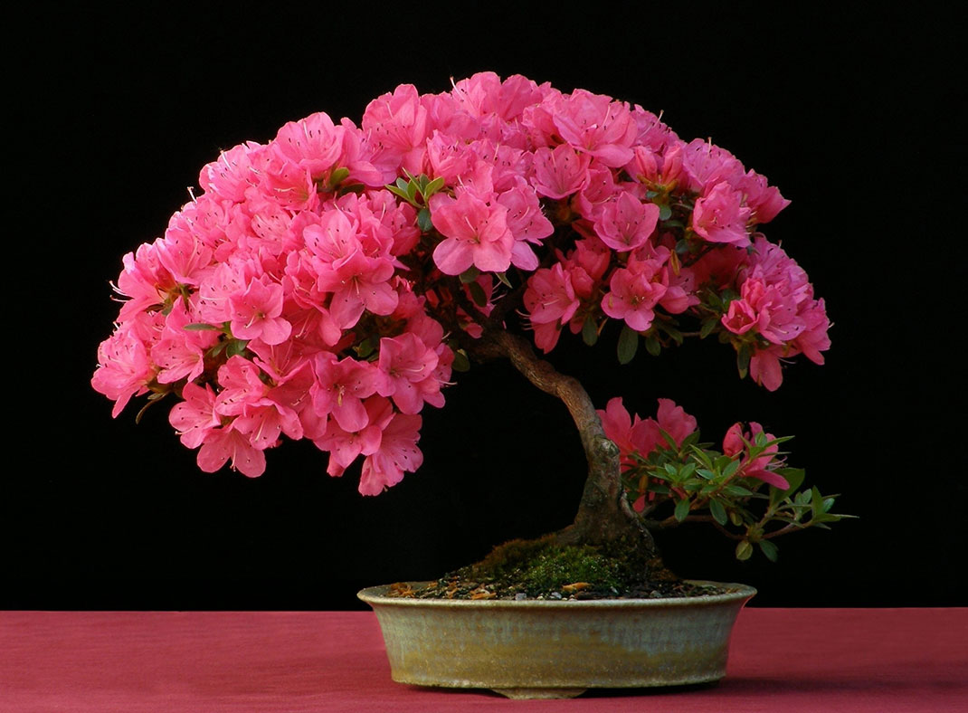 ls-bonsai-azalea