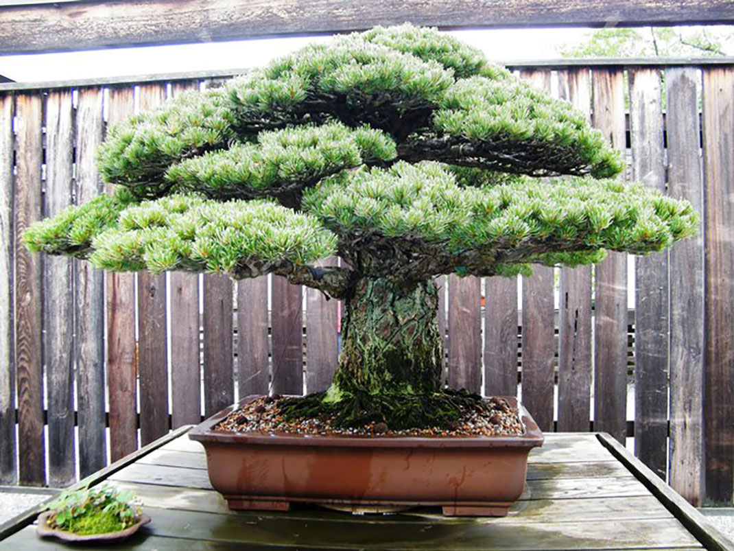ls-bonsai-hiroshima