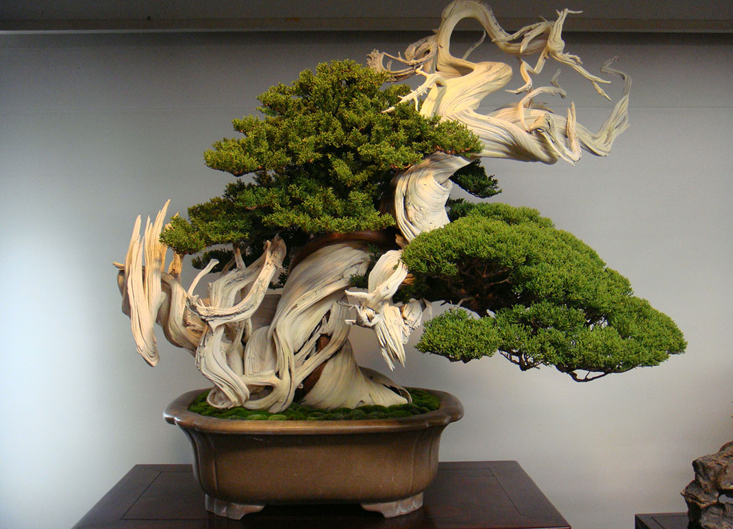 ls-bonsai-oldest