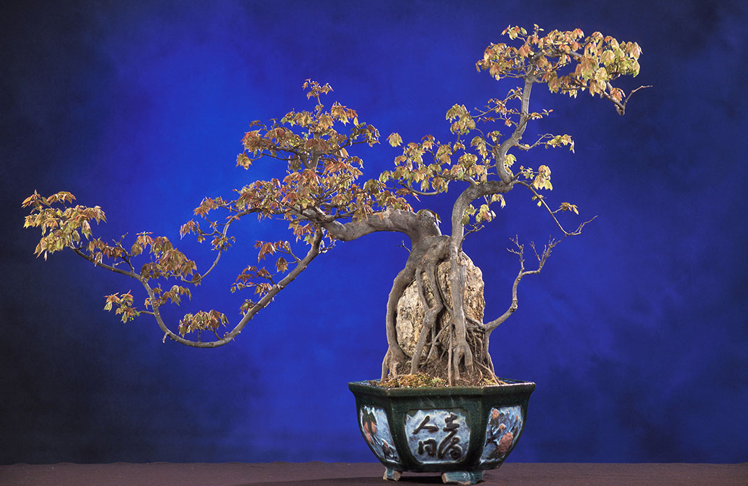ls-bonsai-sekijoju